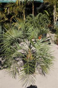 Butia X Jubaea 15g plant 3 (2) (Small).JPG